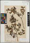 Foto von Salix appendiculata Vill.